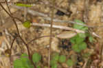 Spring draba